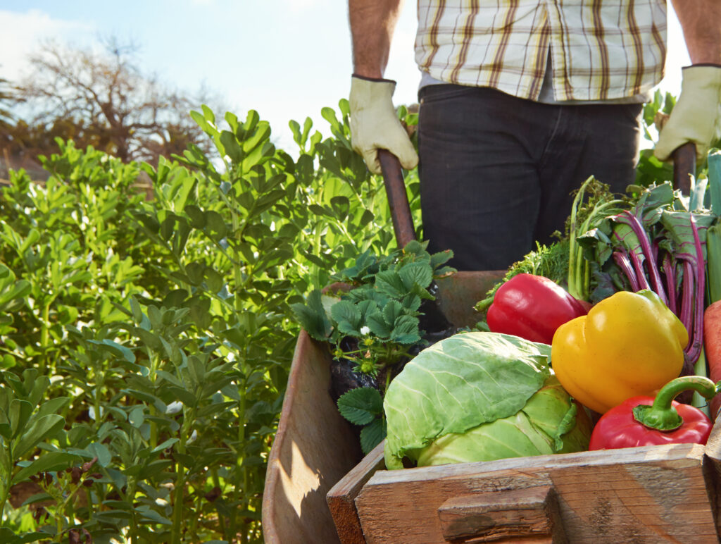 Farmer carrying a wheelbarrow of vegetables in a field