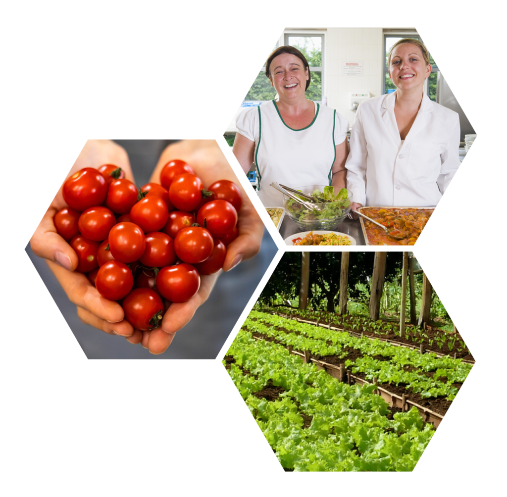 three hexagons with photo of hands holding cherries, two women who work in a school cafeteria, and crops growing in the soil with a greenhouse in the background