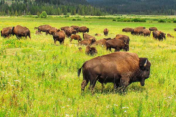 bison herd in field