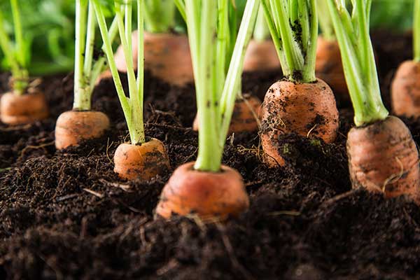 Carrots growing in soil