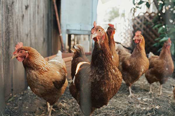 Flock of chickens