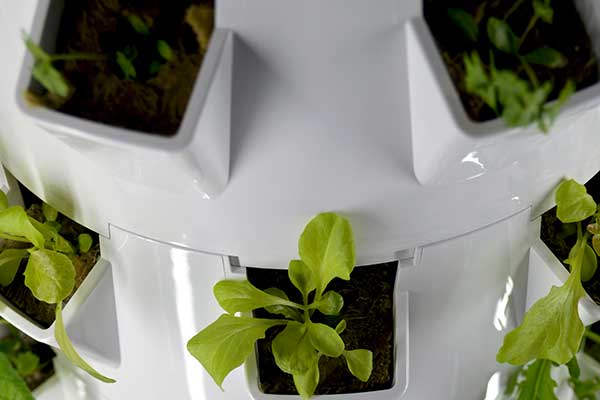 green leaves growing in a hydroponic garden tower 