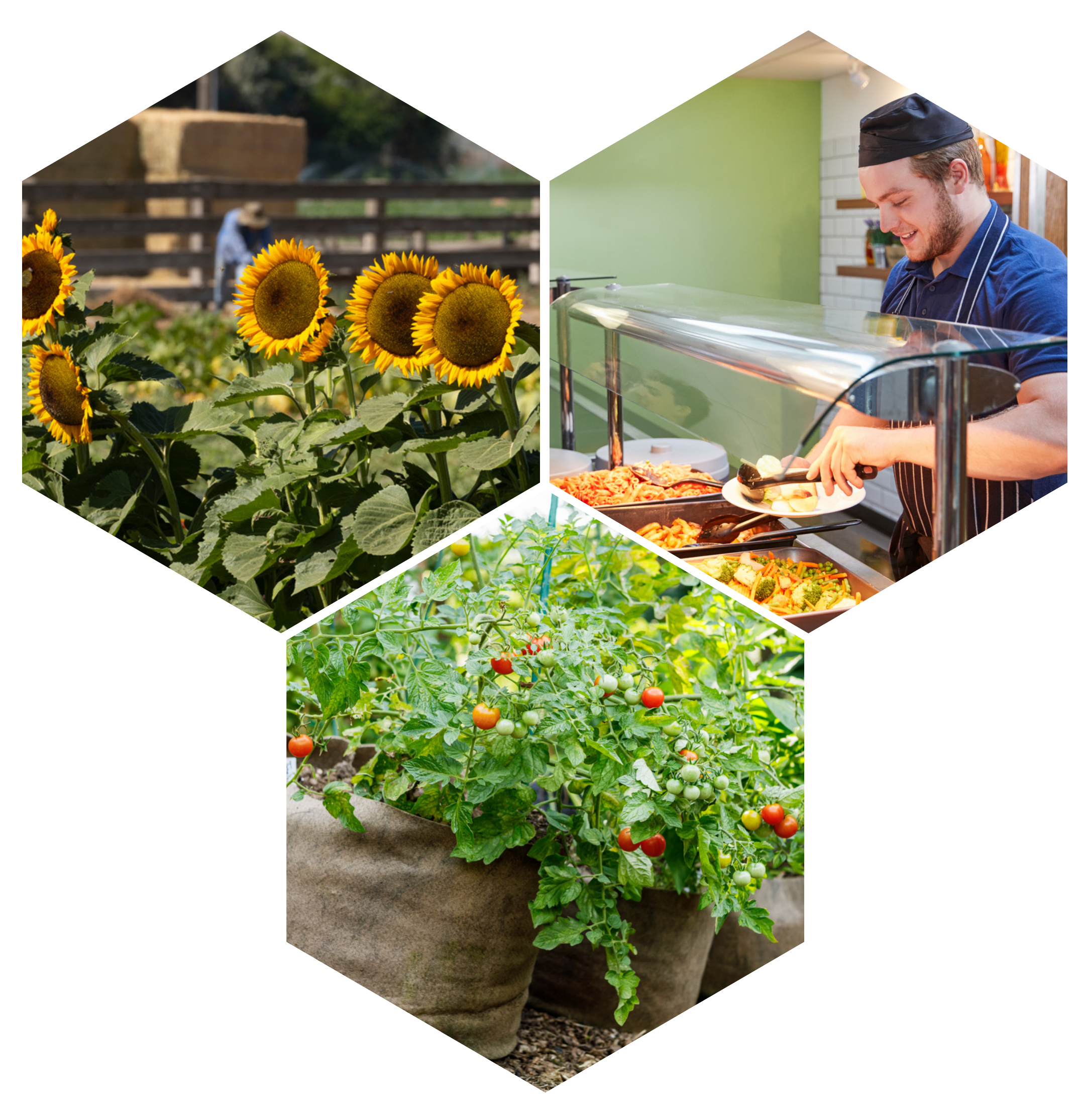 Hexagon image with three photos: sunflowers, tomato plant, and a cafeteria worker putting food on a plate.