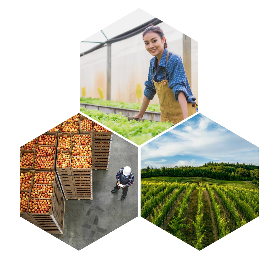 Hexagon grid with three images: young woman in a greenhouse with lettuce, a worker in a warehouse with crates of apples, and a field of corn.