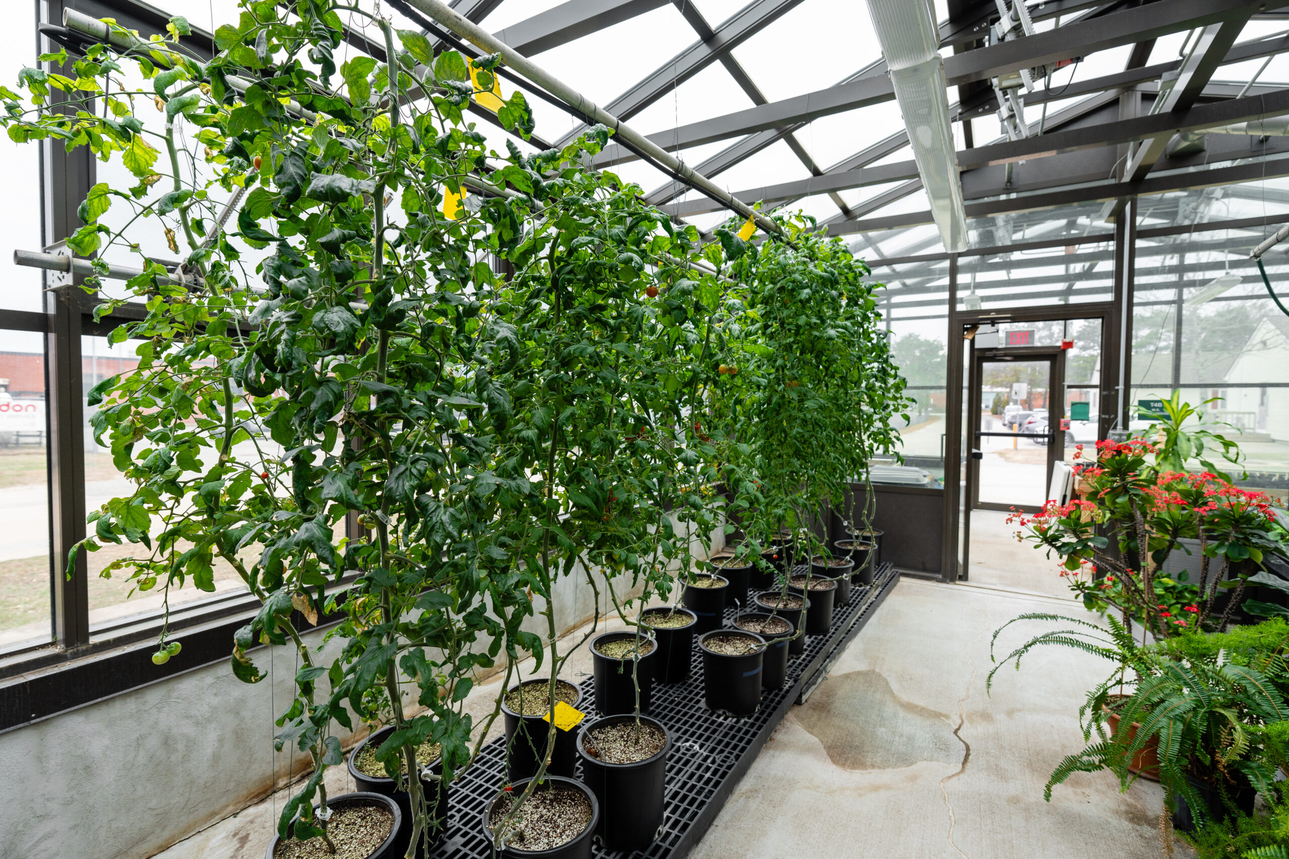 Tomato plants growing high in greenhouse.