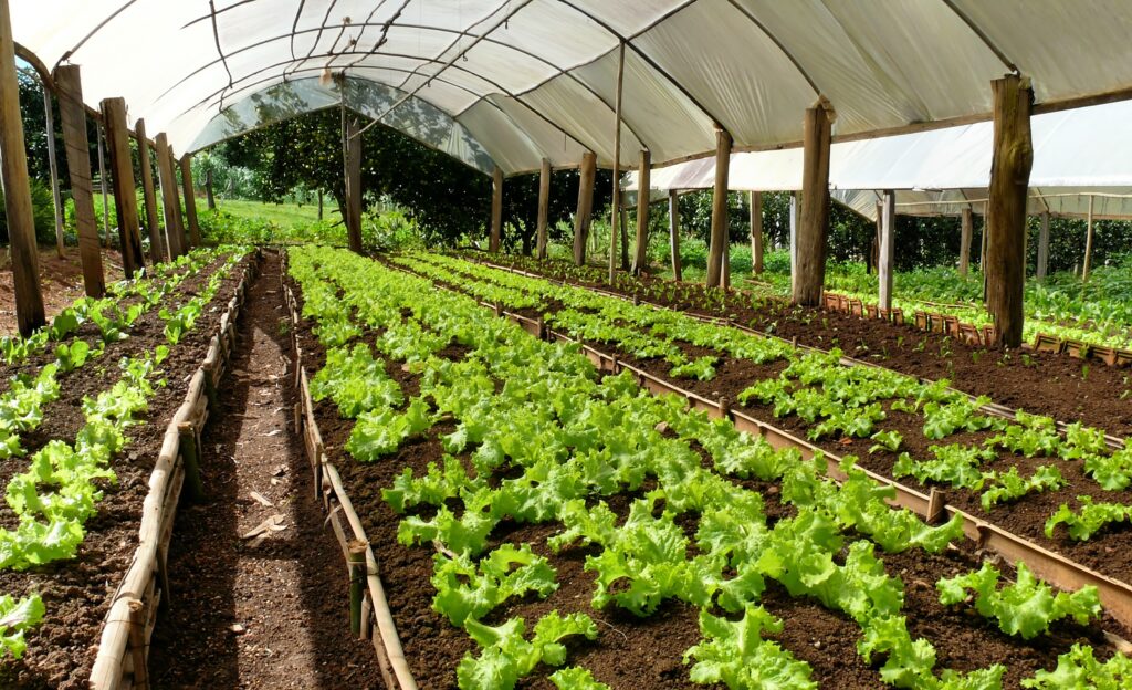 Lettuce growing in rows in hoop house