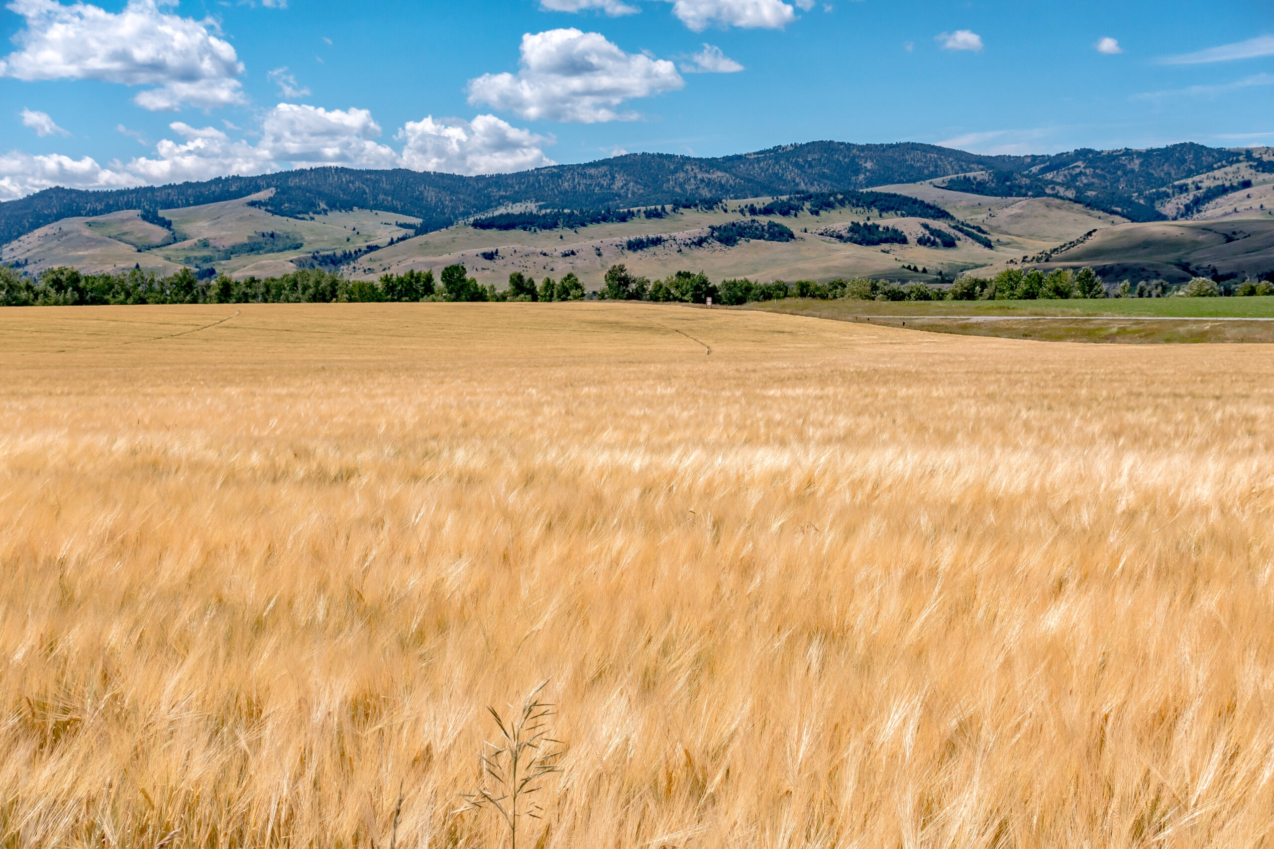 Grassy wheat field in Washington state.
