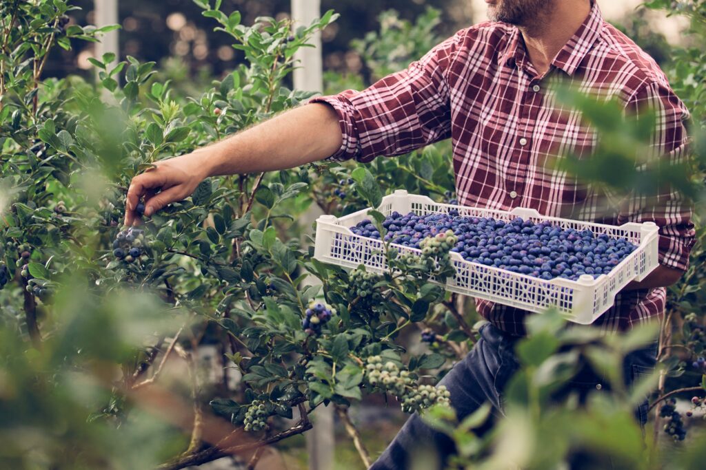 Man picking blueberries