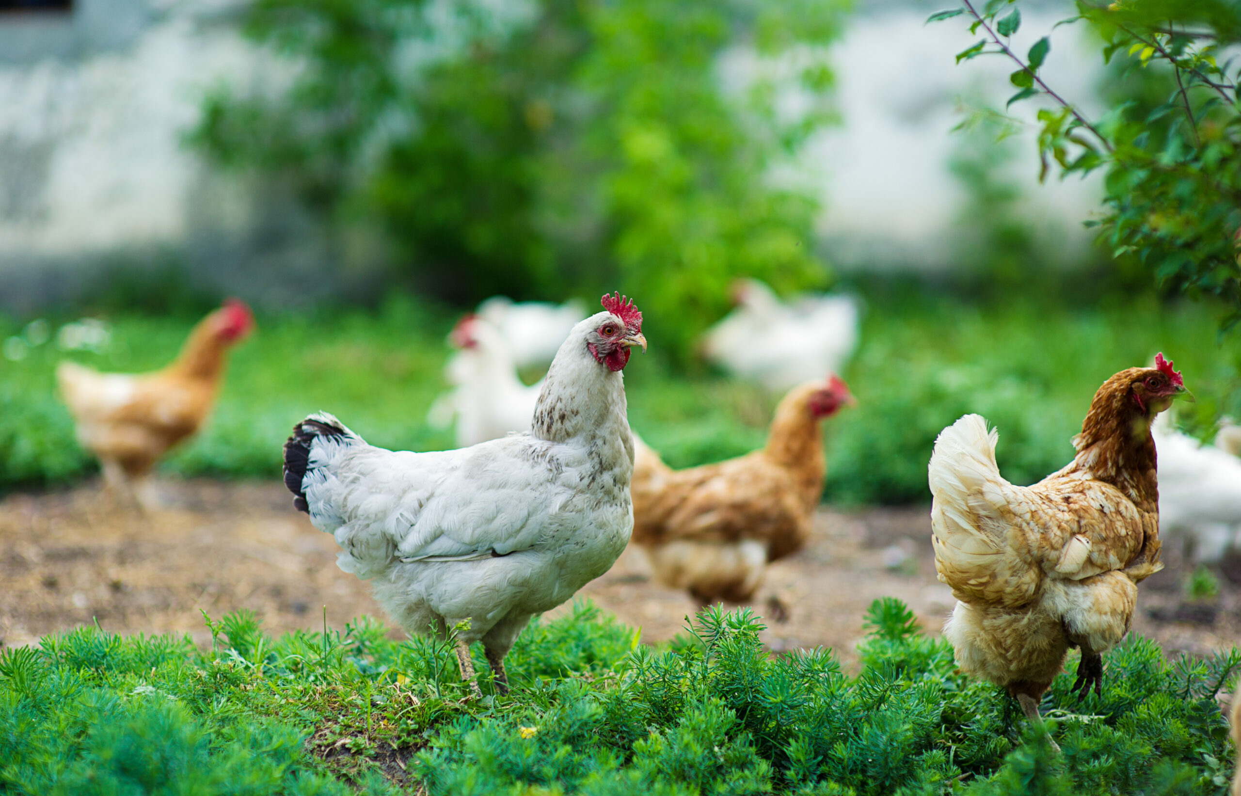 Chickens roaming in garden.