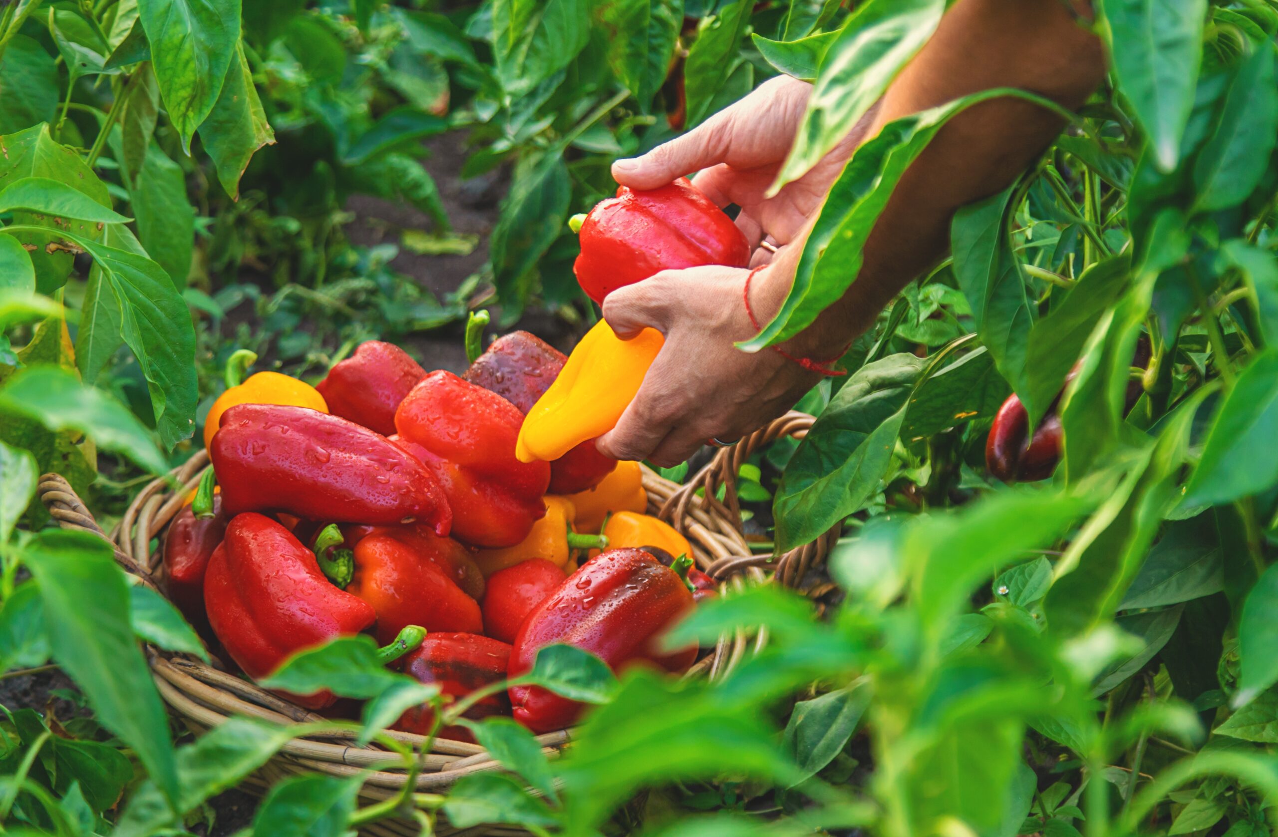 Image of hands holding colorful peppers in garden.