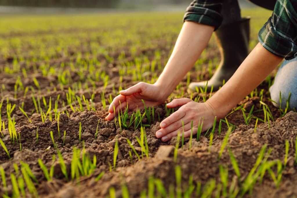 Farmer's hands in field of newly sprouted crops