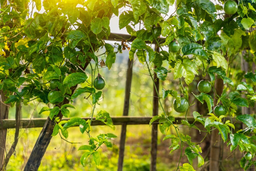 Trellis with guava plants growing