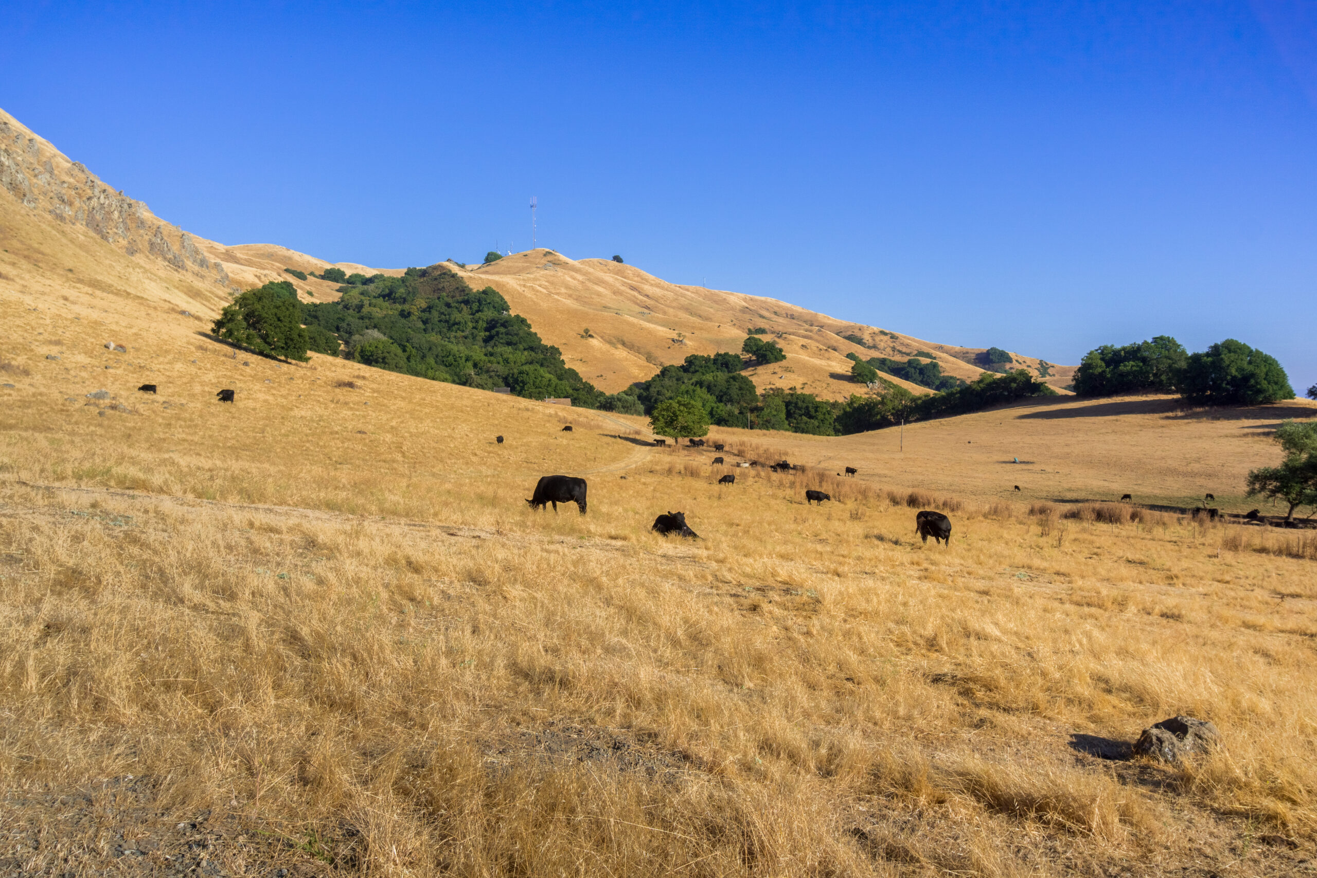 Image of black cows in grassy field.