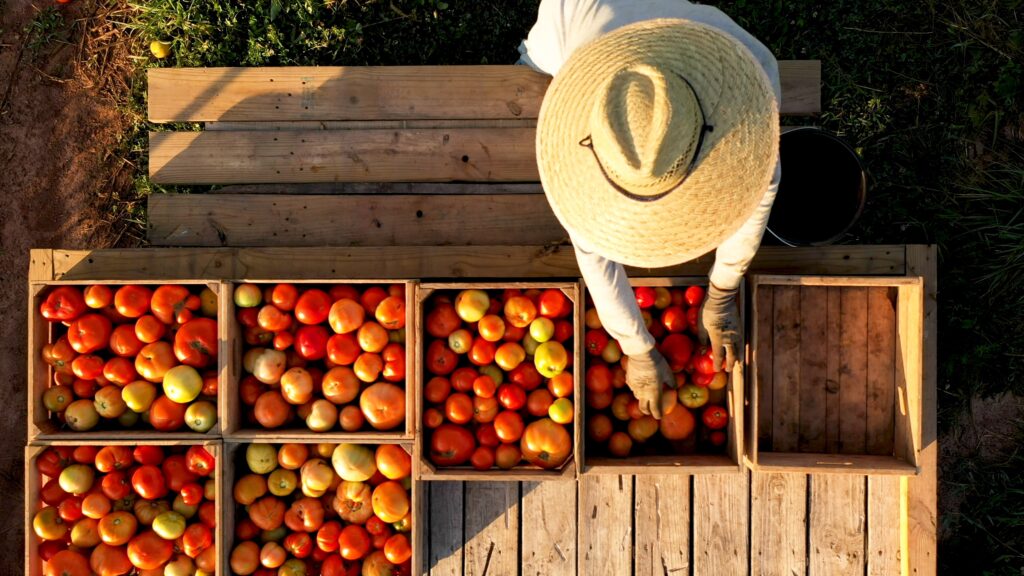 Aerial view of farmer handling boxes of freshly picked tomatoes